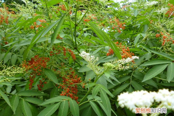 接骨草的种植方法和注意事项图片 接骨草的种植方法和注意事项
