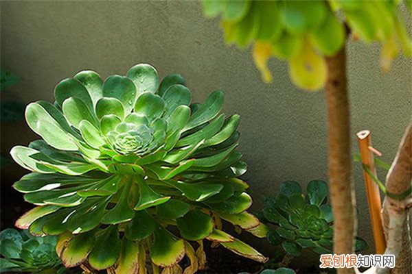 莲花掌冬季怎样养护 大叶莲花掌的四季养护方法