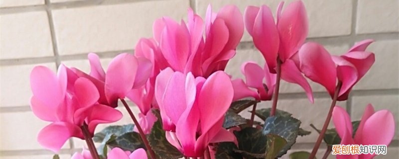 仙客来什么时间换盆好 仙客来怎么换盆，几月份换盆好