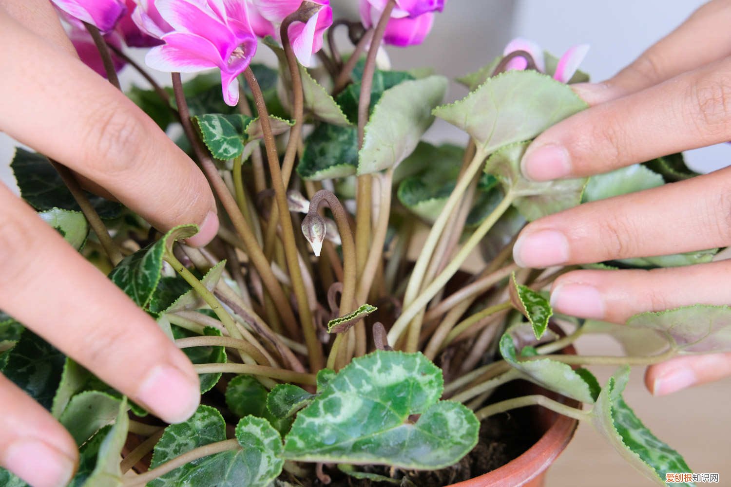 仙客来什么时间换盆好 仙客来怎么换盆，几月份换盆好