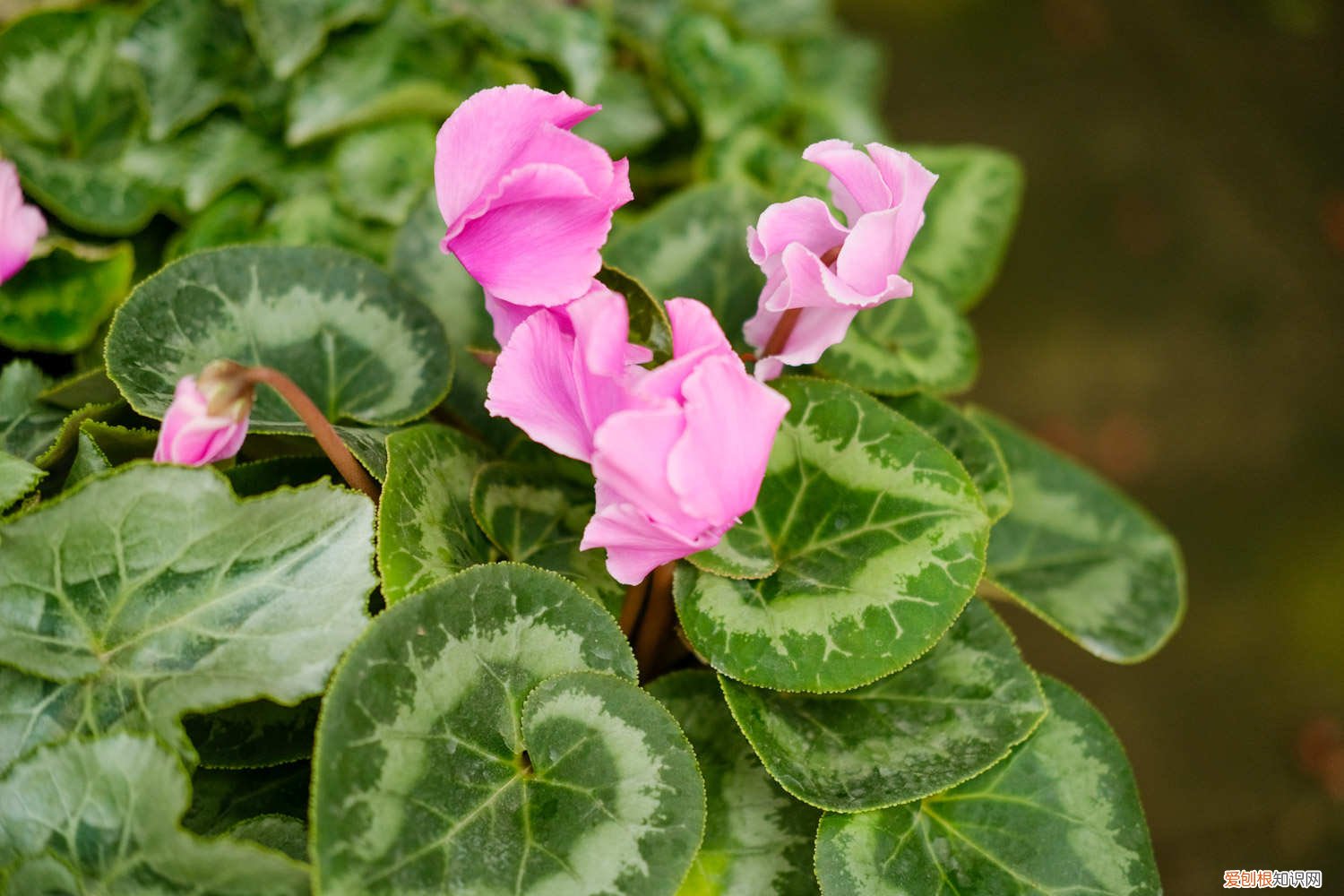 仙客来什么时间换盆好 仙客来怎么换盆，几月份换盆好