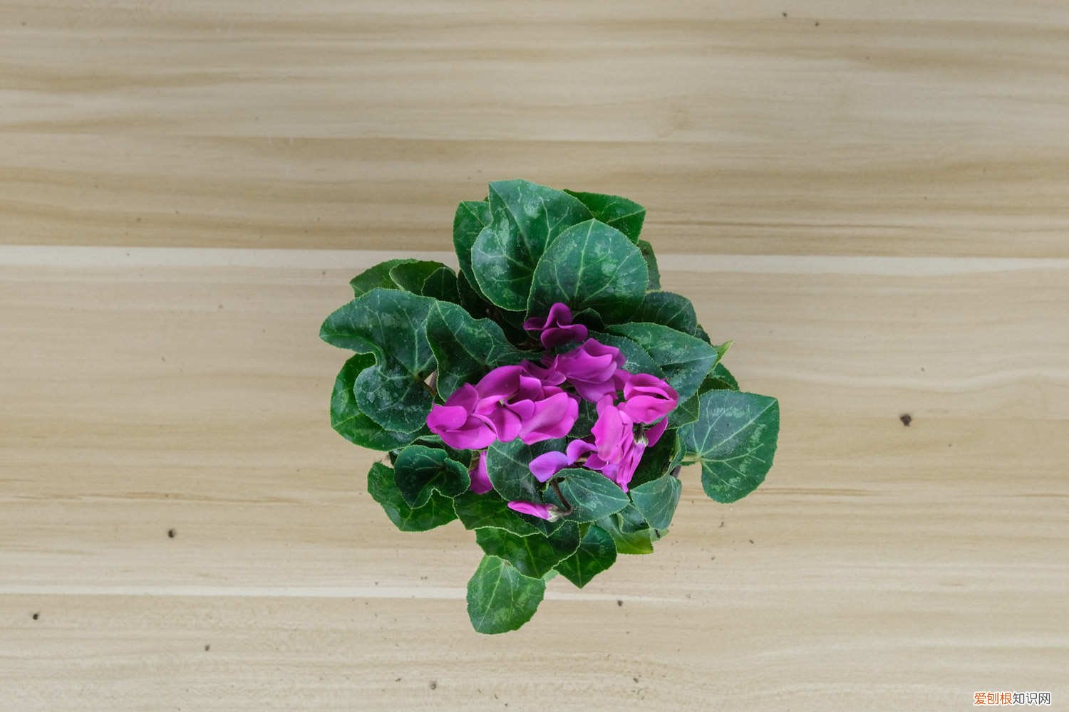 仙客来什么时间换盆好 仙客来怎么换盆，几月份换盆好