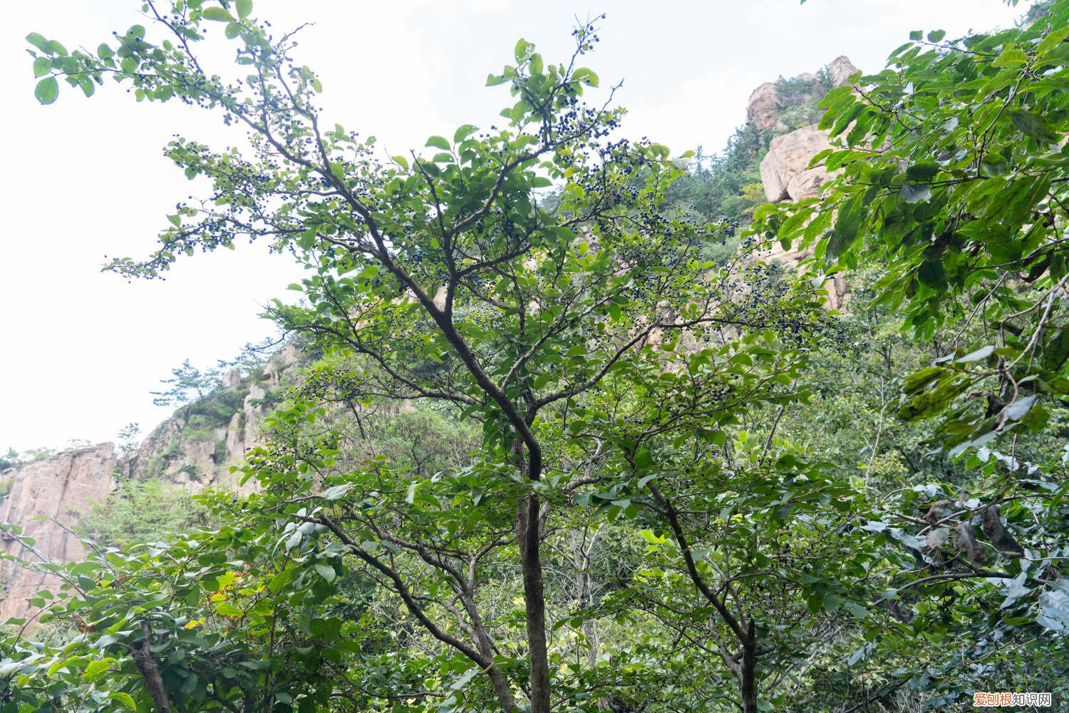 白檀用多大盆种 白檀怎么爆盆