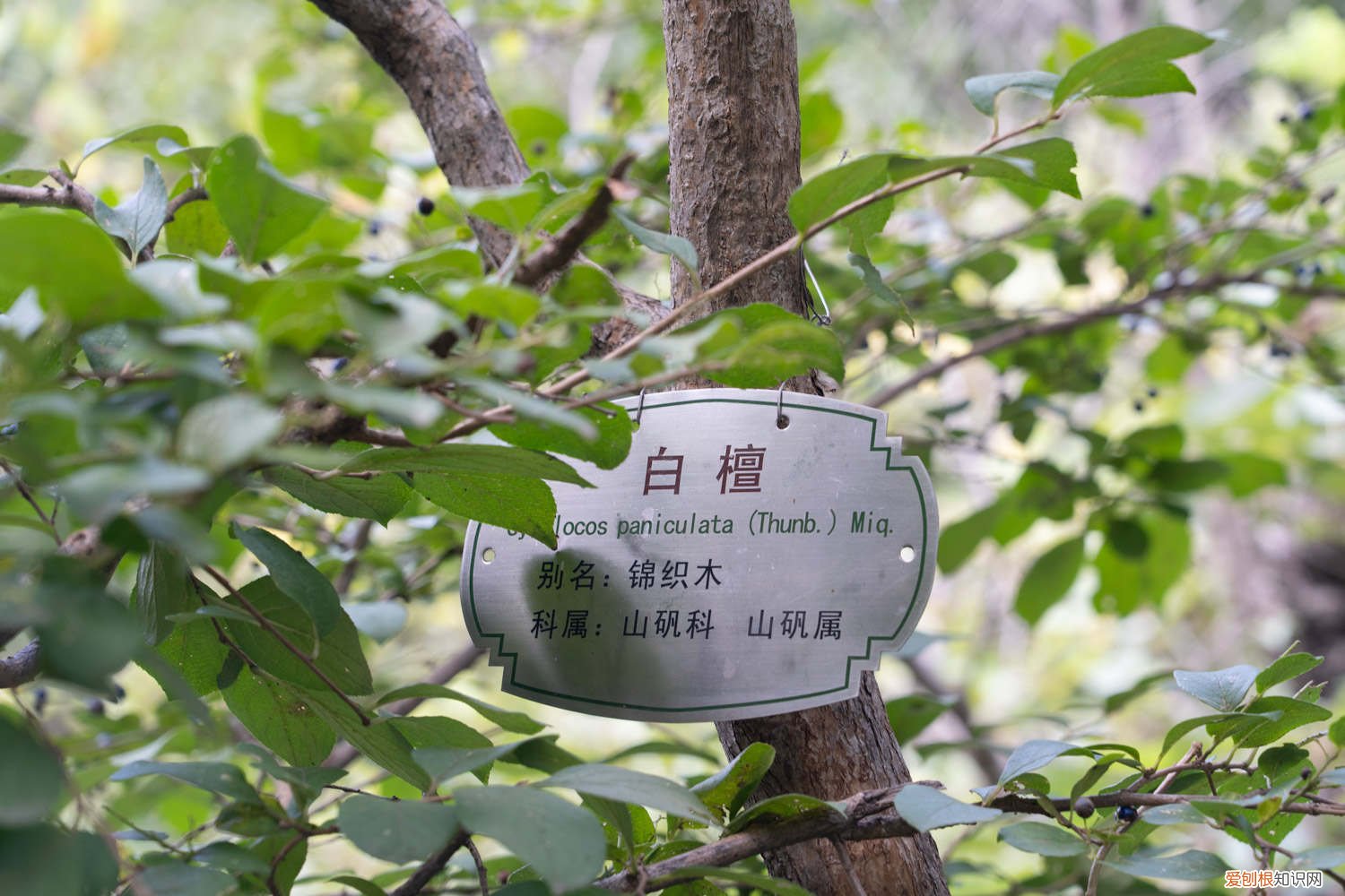 白檀用多大盆种 白檀怎么爆盆