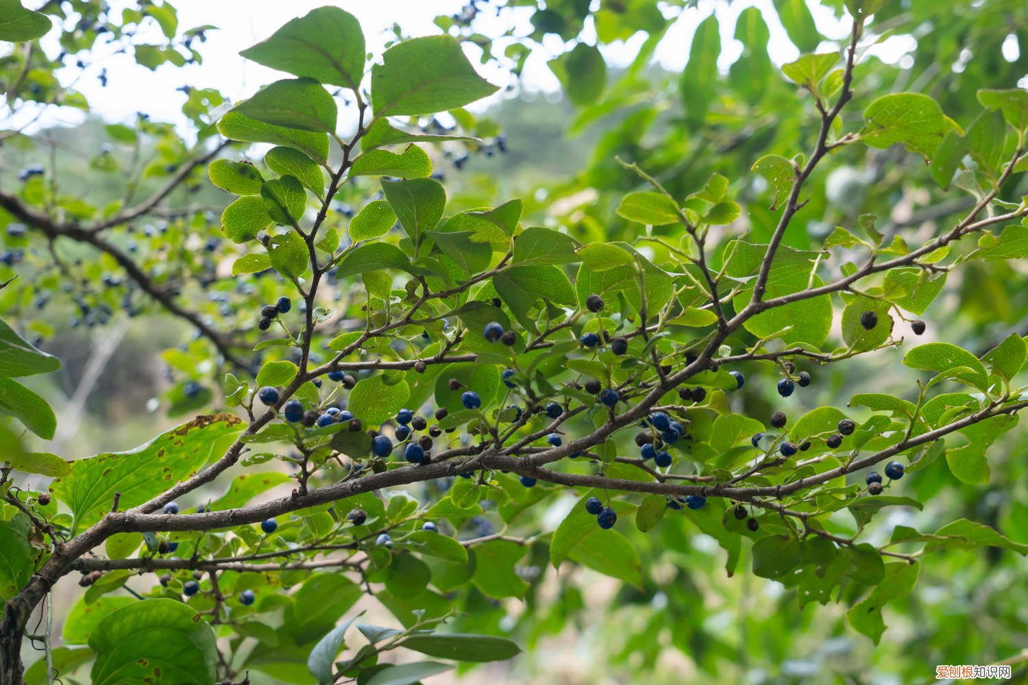 白檀用多大盆种 白檀怎么爆盆