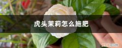 虎头茉莉怎么施肥好 虎头茉莉怎么施肥