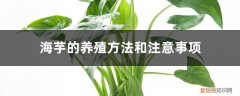 海芋的养殖方法和注意事项龟背竹 海芋的养殖方法和注意事项