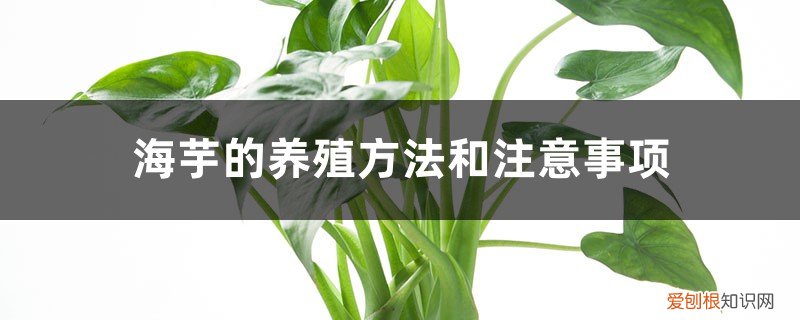 海芋的养殖方法和注意事项龟背竹 海芋的养殖方法和注意事项
