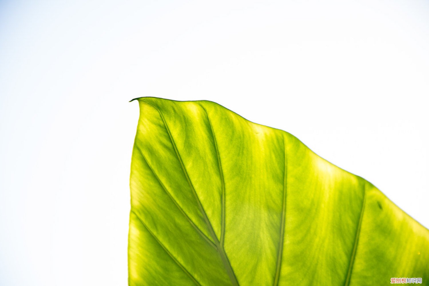 海芋的养殖方法和注意事项龟背竹 海芋的养殖方法和注意事项