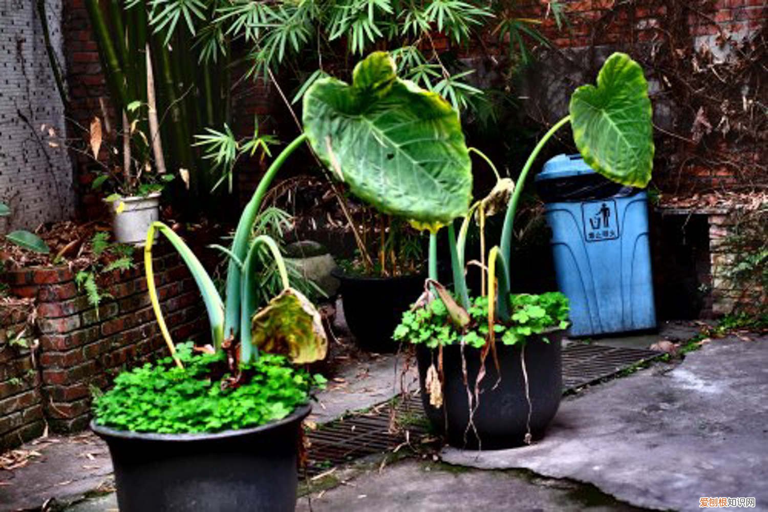 海芋的养殖方法和注意事项龟背竹 海芋的养殖方法和注意事项