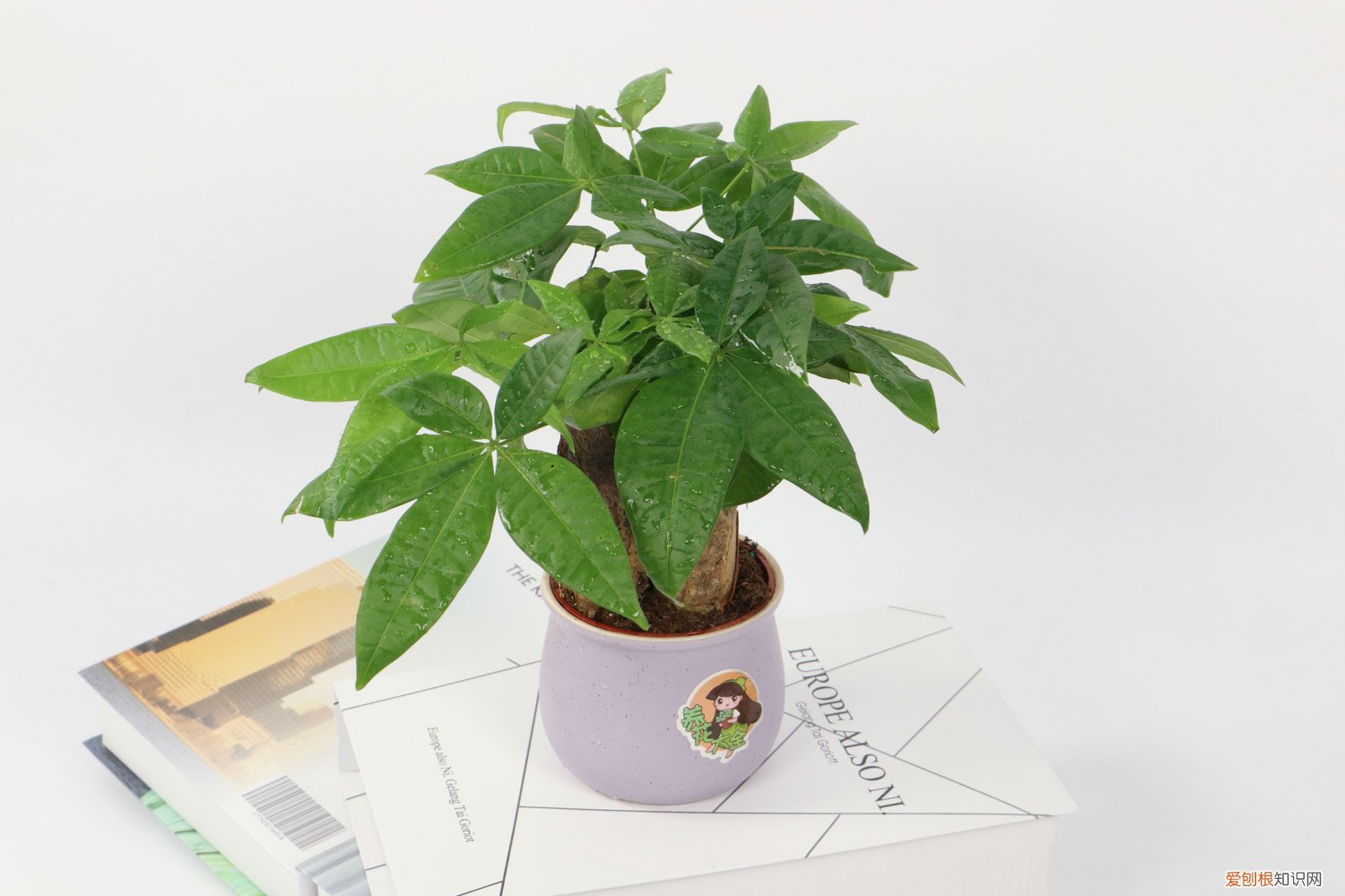 发财树种子怎么种出来的 发财树种子怎么种