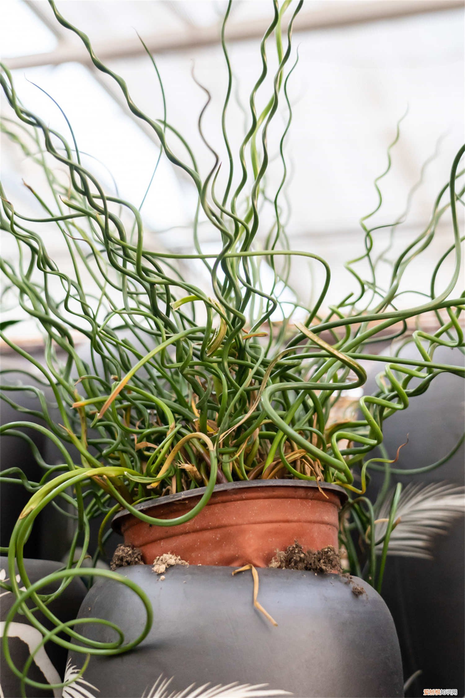 弹簧草种子怎么种植视频 弹簧草种子怎么种