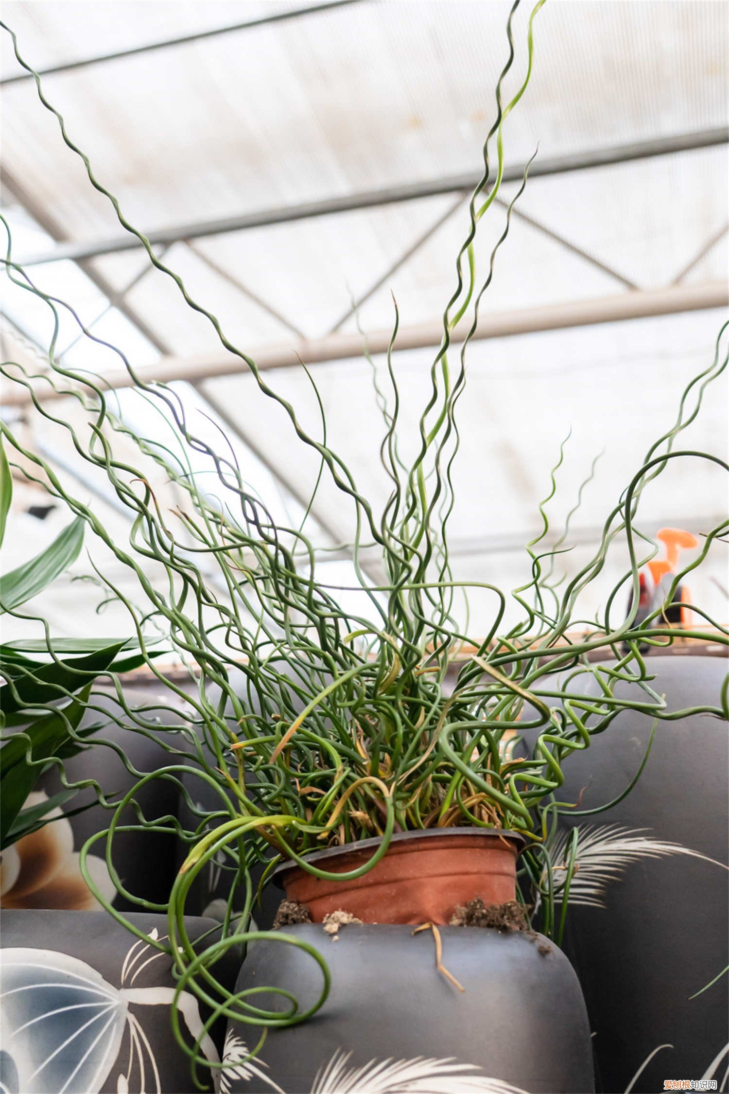 弹簧草种子怎么种植视频 弹簧草种子怎么种