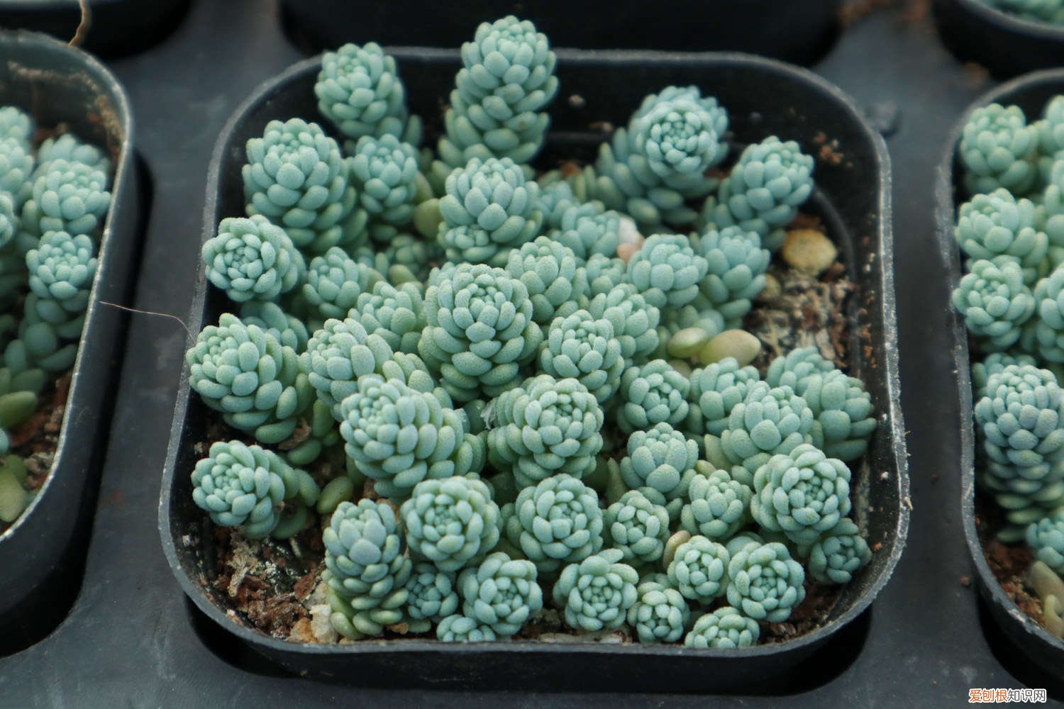 姬星美人养殖方法和注意事项 姬星美人冬季怎么养？