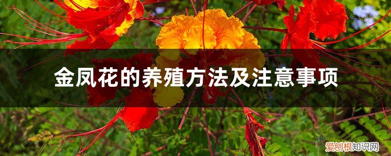 金凤花怎么养 金凤花的养殖方法及注意事项