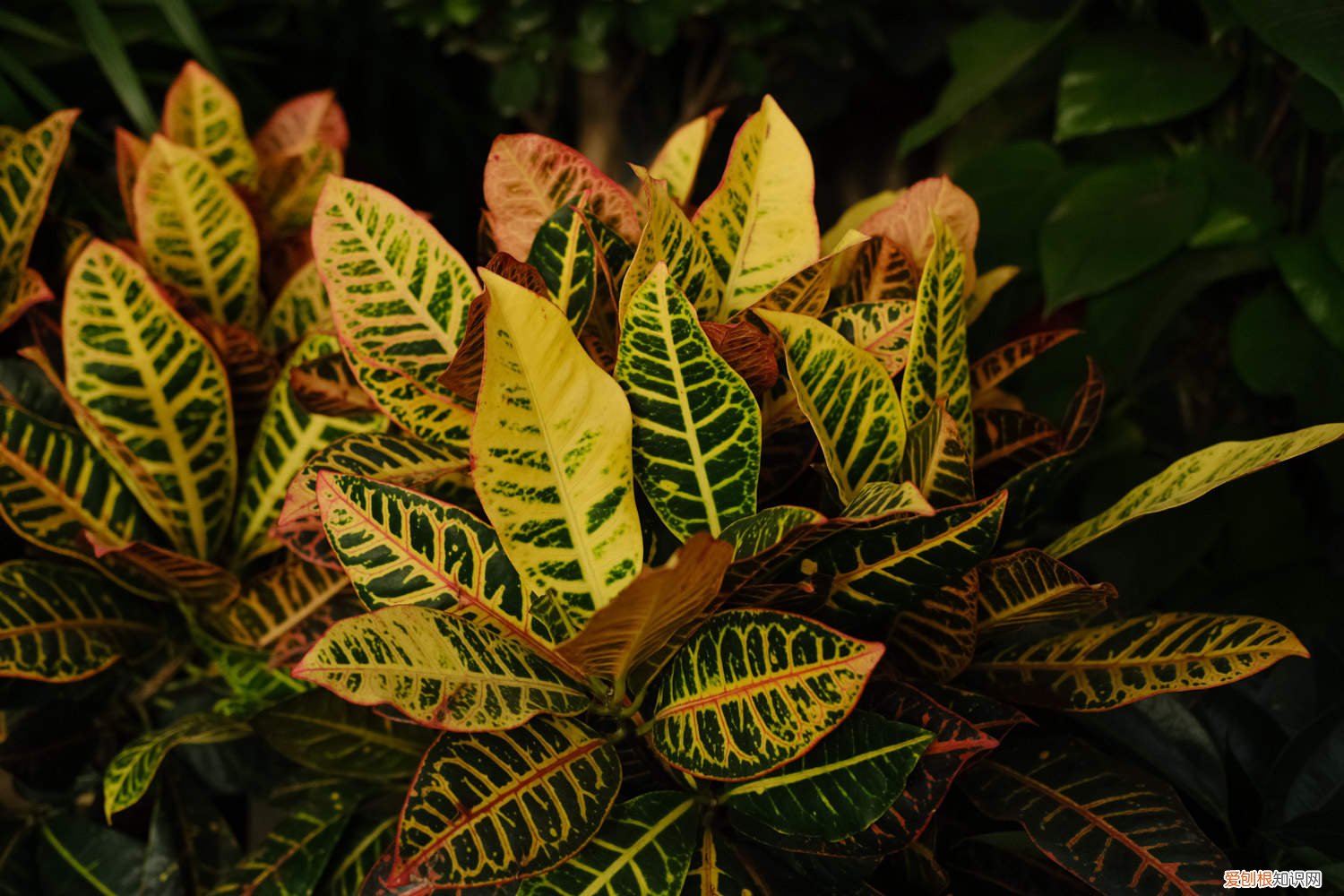 变叶木怎么过冬 变叶木冬天怎么养，掉叶子怎么办