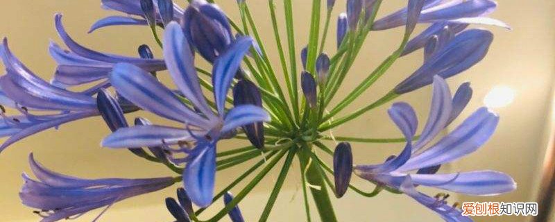 百子莲花后如何养护 百子莲冬季怎么养护，不开花咋办