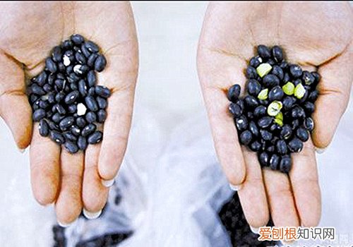黑豆和黑芸豆的区别黑豆与黑芸豆哪个更有营养