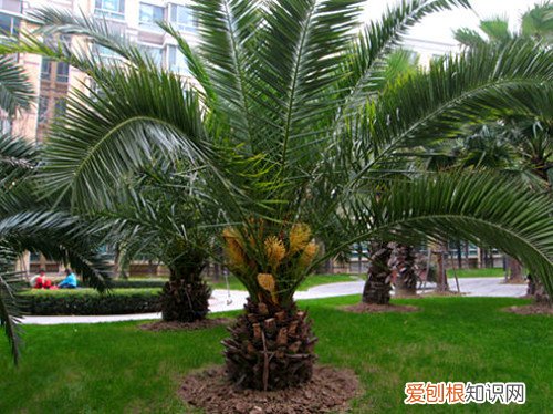 加拿利海枣价格多少如何种植加拿利海枣