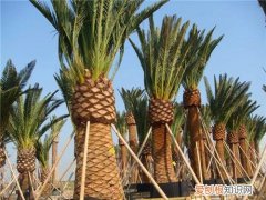 加拿利海枣价格多少如何种植加拿利海枣