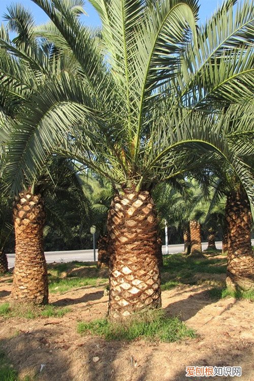 加拿利海枣价格多少如何种植加拿利海枣