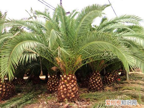 加拿利海枣价格多少如何种植加拿利海枣