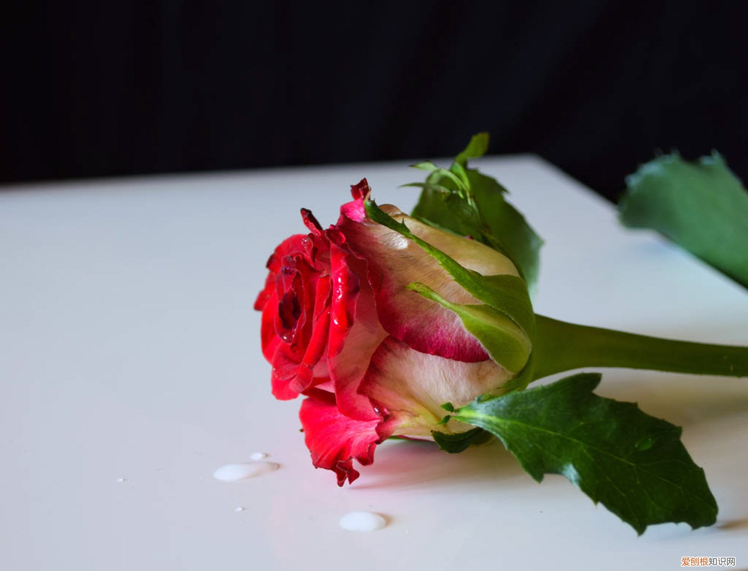 月季花冬季怎么修剪造型 月季花冬季怎么修剪