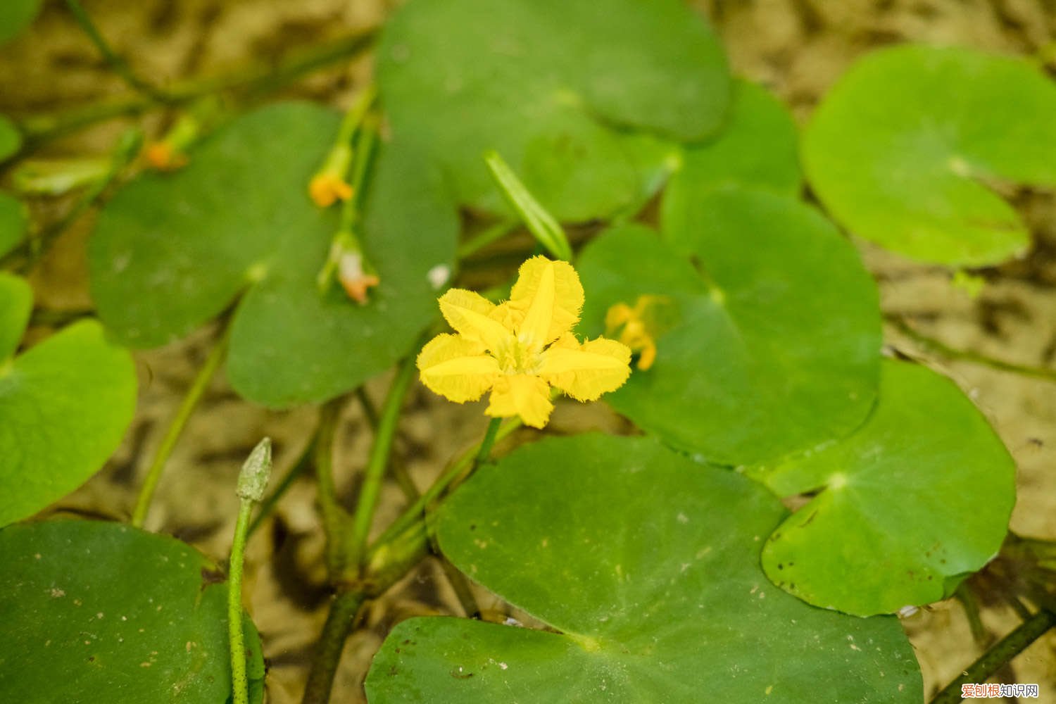 苋菜种子怎么种 荇菜种子怎么种