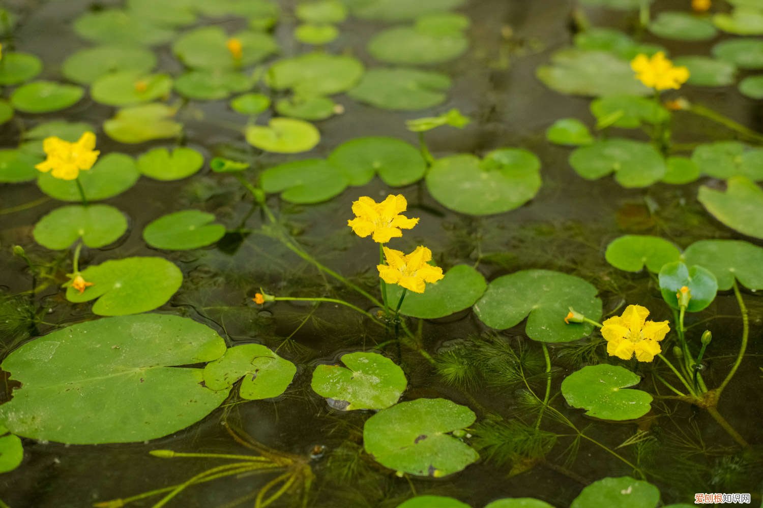 苋菜种子怎么种 荇菜种子怎么种