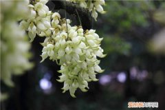 朱雀花图片大全 朱雀花的盆栽制作