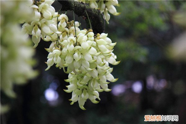 朱雀花图片大全 朱雀花的盆栽制作