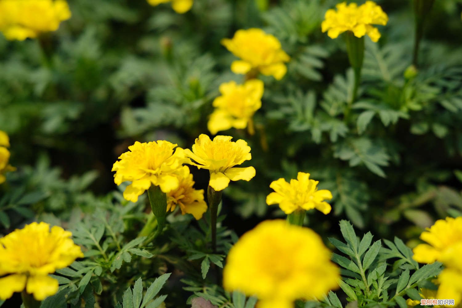 孔雀草种子的养殖方法和注意事项 孔雀草的种子怎么种