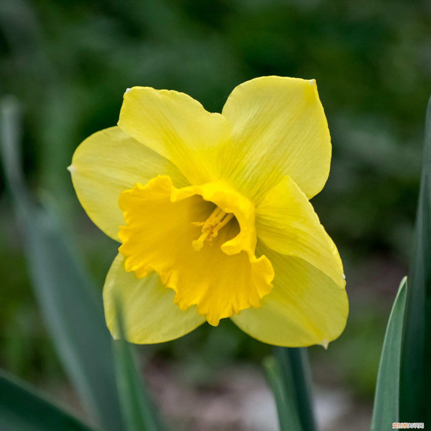 洋水仙多长时间浇水 洋水仙怎么施肥和浇水