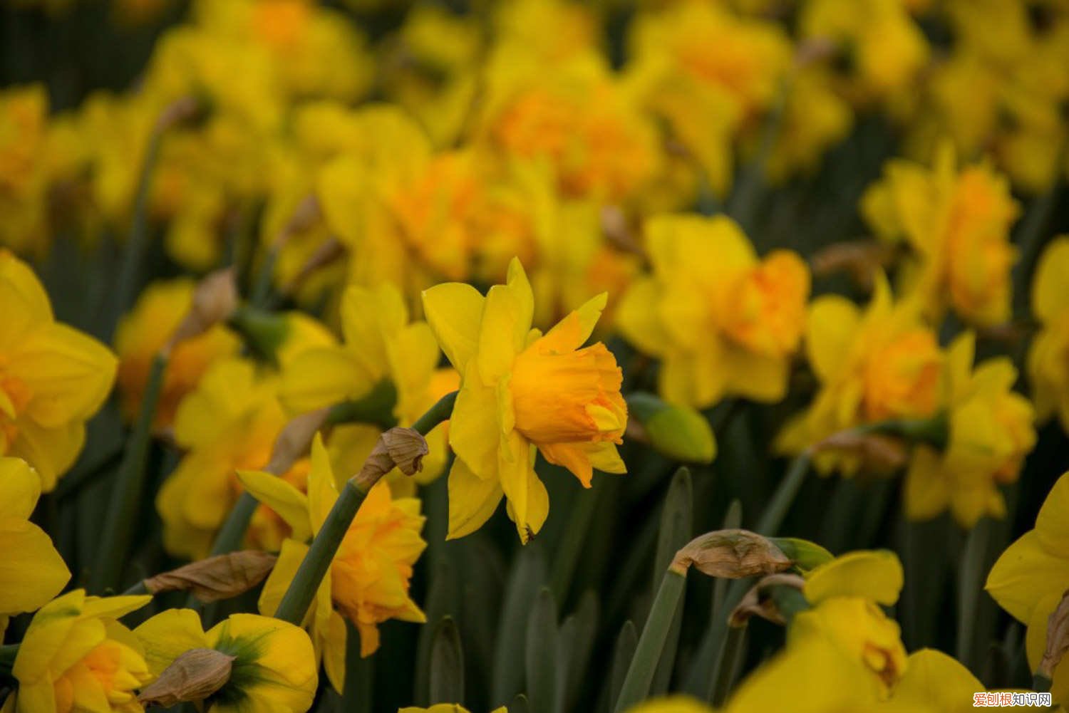 洋水仙多长时间浇水 洋水仙怎么施肥和浇水