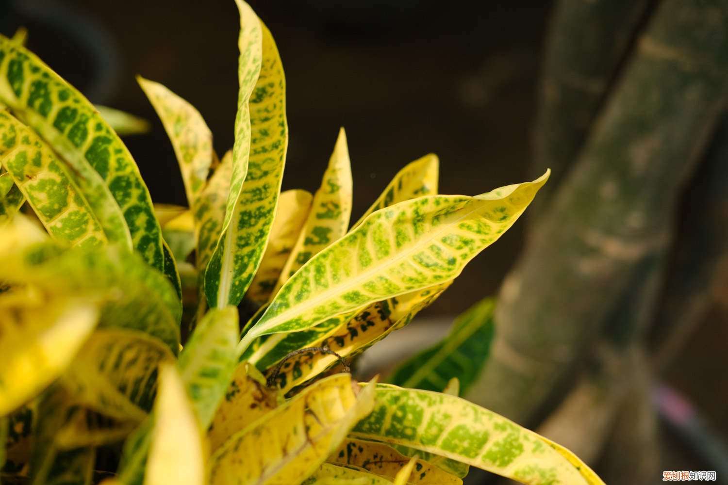 变叶木可以剪枝吗 变叶木怎么繁殖，如何修剪