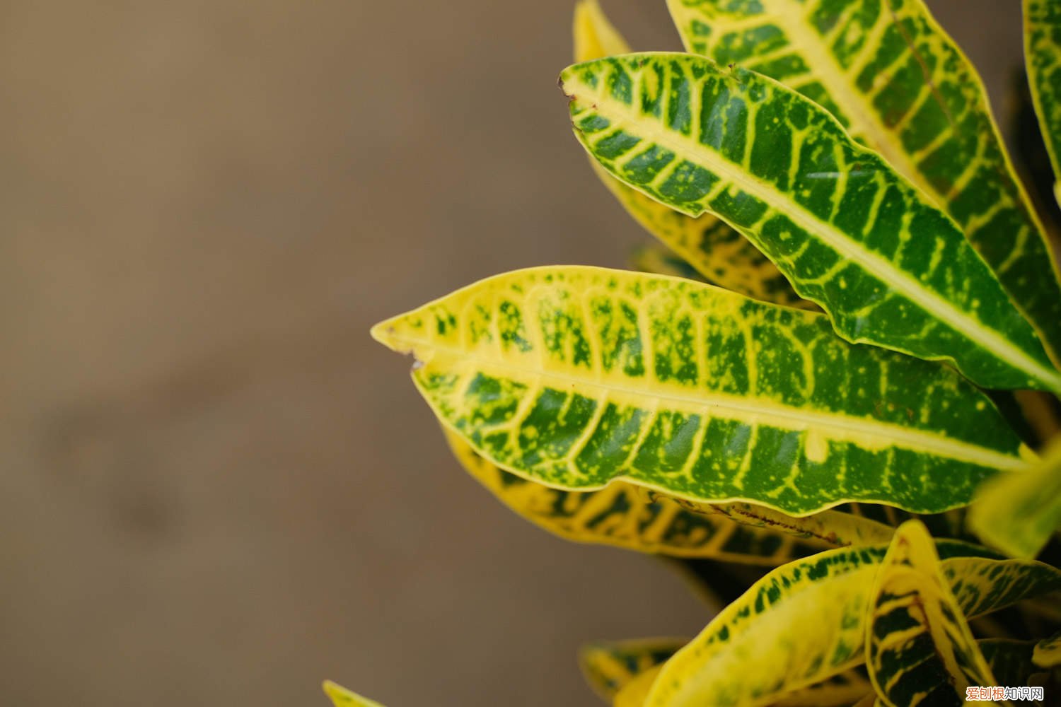 变叶木可以剪枝吗 变叶木怎么繁殖，如何修剪