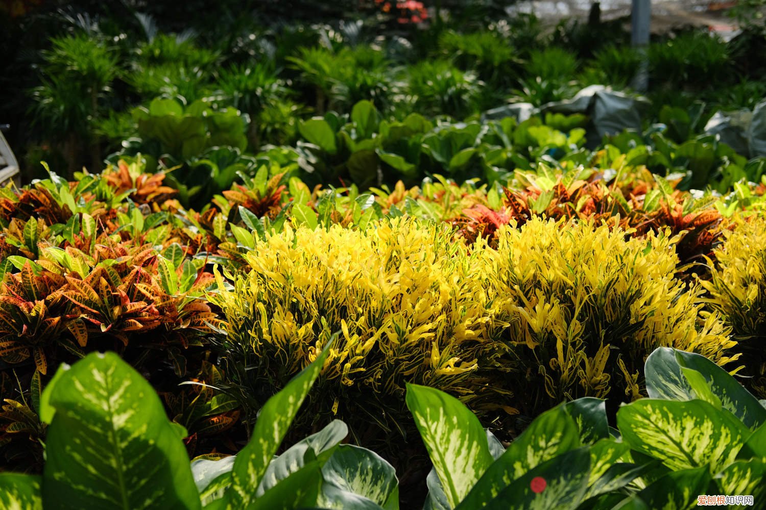 变叶木可以剪枝吗 变叶木怎么繁殖，如何修剪