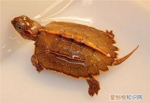 枫叶龟好养吗 枫叶龟一般能活多久