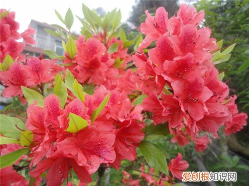 杜鹃花养殖方法有哪些 杜鹃花什么时候开花