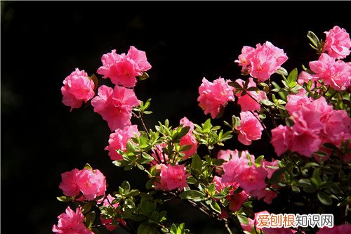 杜鹃花养殖方法有哪些 杜鹃花什么时候开花