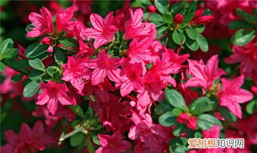 杜鹃花养殖方法有哪些 杜鹃花什么时候开花