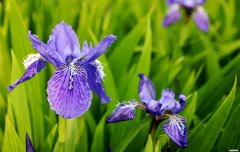 春天有什么花开 常见的盛开在春天的五种花朵