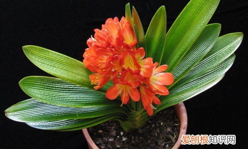 春天有什么花开 常见的盛开在春天的五种花朵