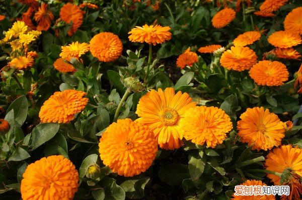 春天有什么花开 常见的盛开在春天的五种花朵