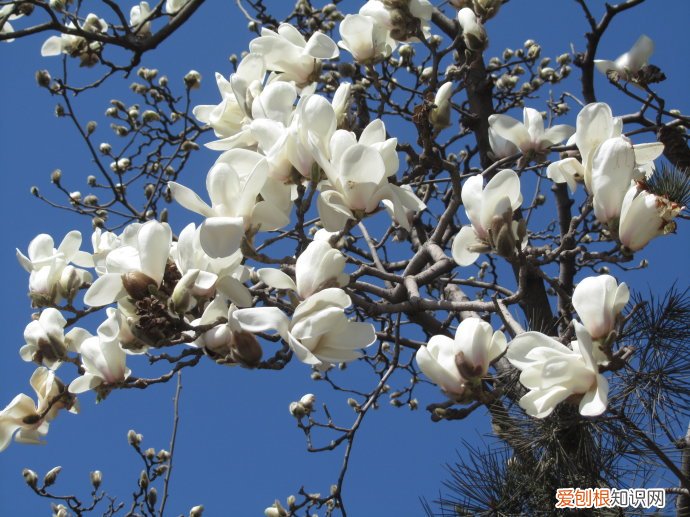 春天有什么花开 常见的盛开在春天的五种花朵