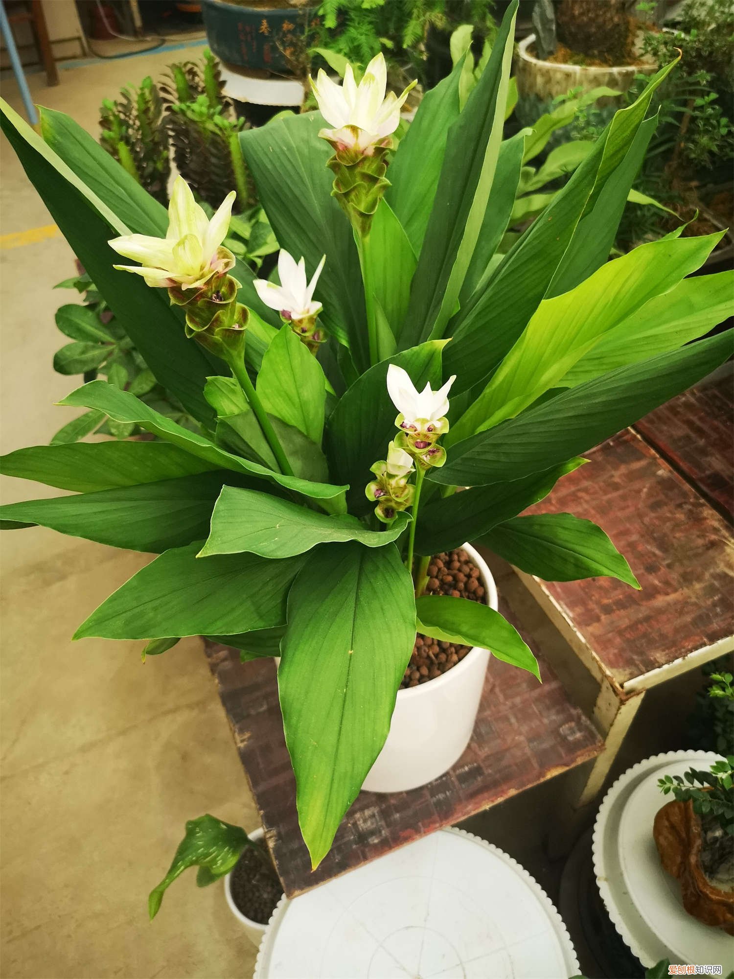 姜荷花怎么浇水施肥视频 姜荷花怎么浇水施肥?