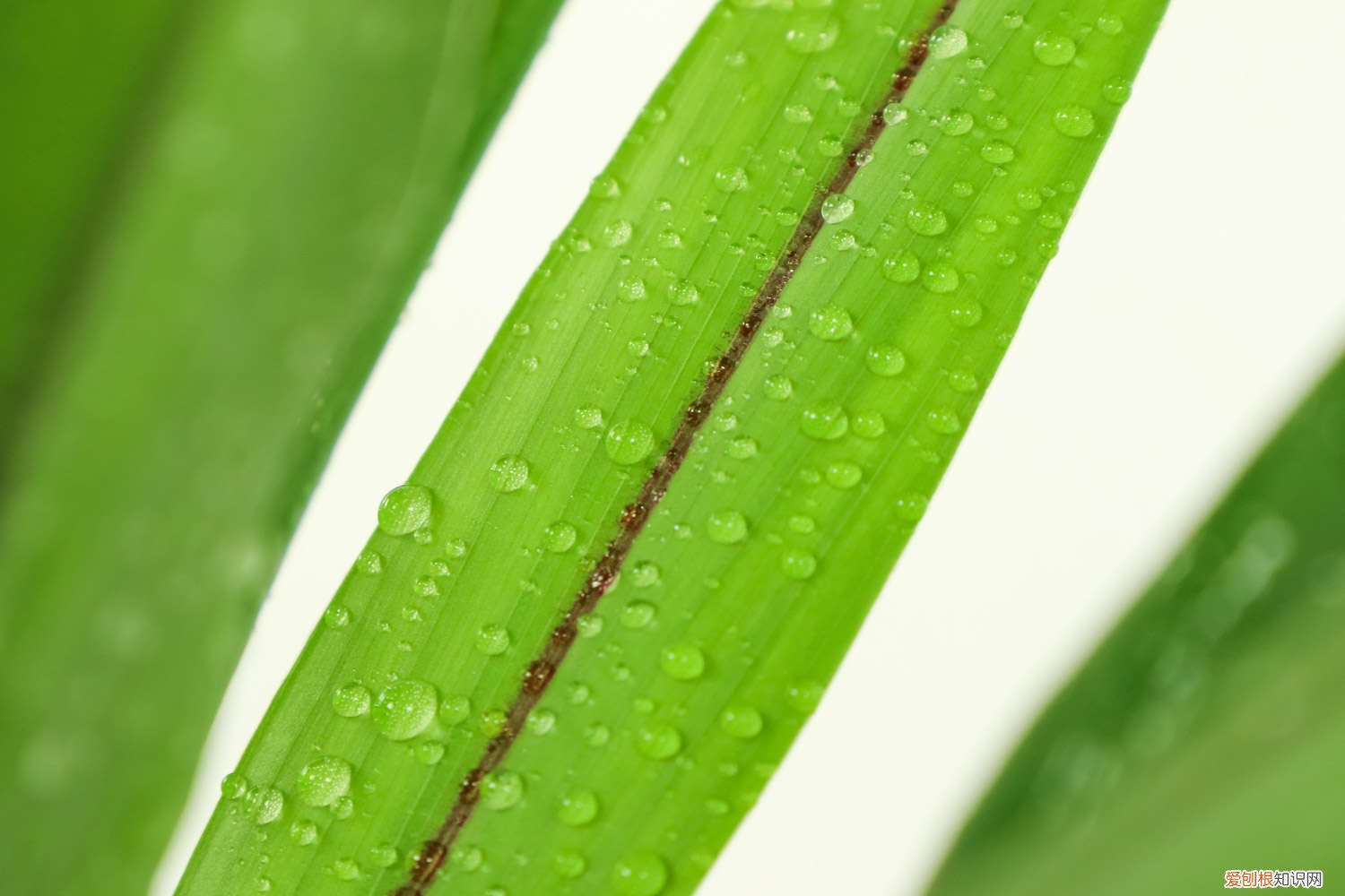 姜荷花怎么浇水施肥视频 姜荷花怎么浇水施肥?