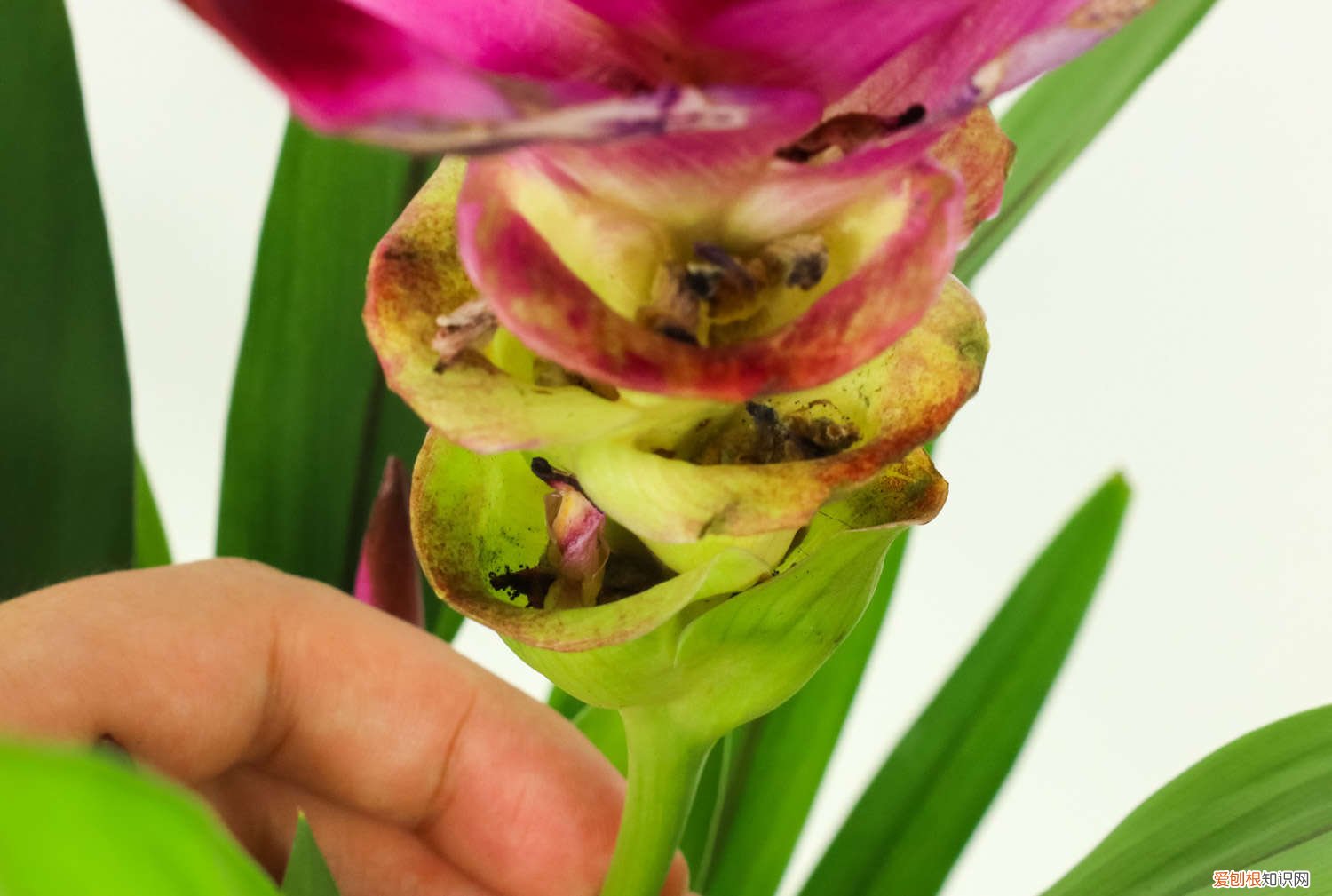 姜荷花的种植方法是放室肉的吗 姜荷花的种植方法