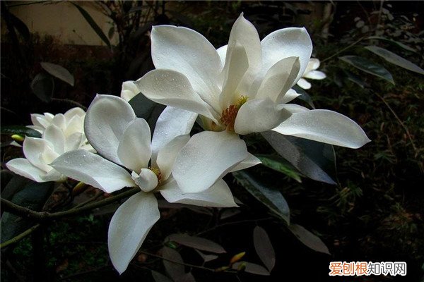 含笑如何繁殖扦插图解 阔瓣含笑的繁殖方法