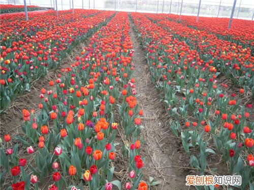 郁金香开花时间在什么时候 郁金香怎么栽植比较好